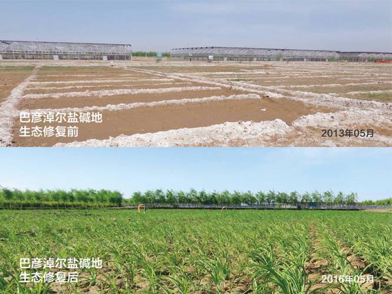 微生物菌肥：农业的未来绿色武器